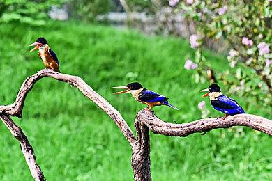 3DM速报：EA结束FIFA合作 《怪猎崛起曙光》可与NPC携手狩猎